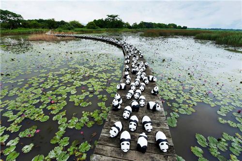 1600 Pandas at Mai Po Nature Reserve