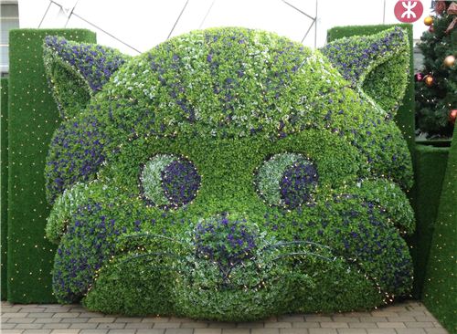 A crazy Cheshire Cat bush
