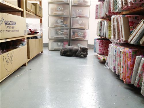 The cute cat sleeping (what else?) in one of our warehouse alleys
