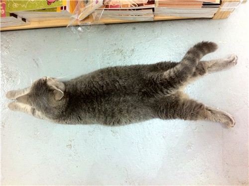 Spinx on the front, bearskin on the back .It looks really strange, but Miu lays like this every day