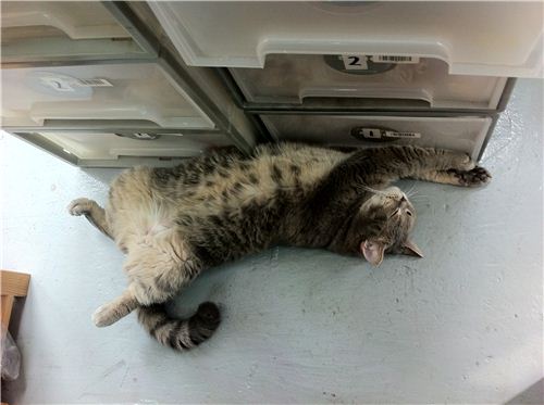 S-E-R-I-O-U-S-L-Y, we found her sleeping like this. She seems to like it, we already saw her doing it again