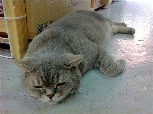 Miu looks a bit sick here, but she is fine. This is just her way of deep relaxation