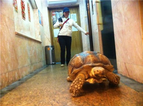 The giant tortoise heading from the elevator to the door