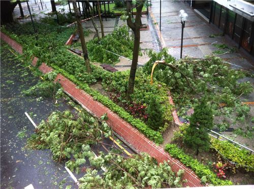 A typical view on the way to work today: Fallen trees everywhere