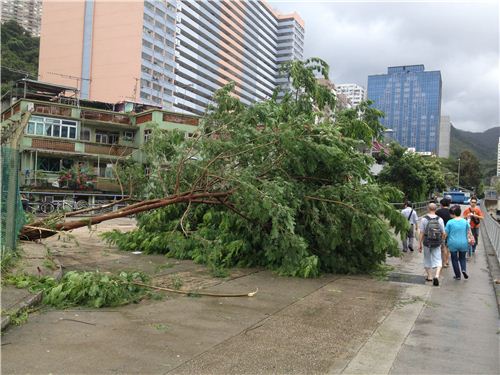 Another tree blocking the road, fortunately people can still pass it