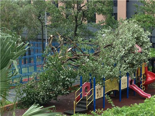 This big tree crashed on a children playground