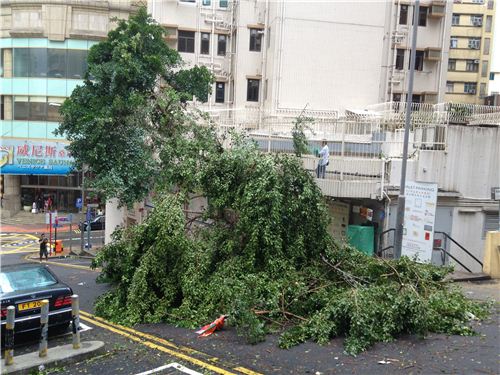 This big tree is blocking a whole road